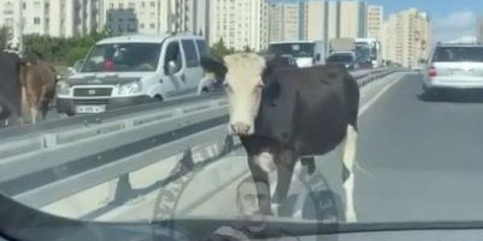 İstanbul'da inekler otobanı bastı. Görenler gözlerine inanamadı