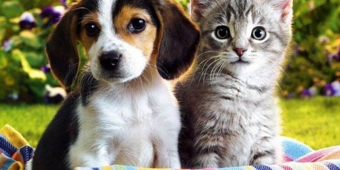 Kedi-köpek mamasıyla 20 milyonluk dolandırıcılık