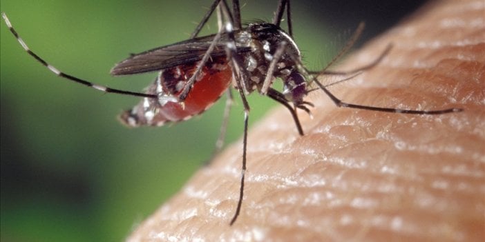 Yeni bela, ‘Aedes sivrisineği’ çocuklara büyük tehlike