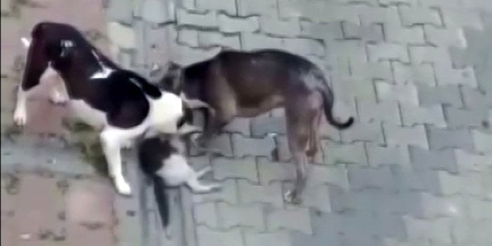 Katil köpekler 25 kediyi parçaladı. Fatihte dehşet. İnsanlar sokağa çıkamaz oldu. Buna kim dur diyecek