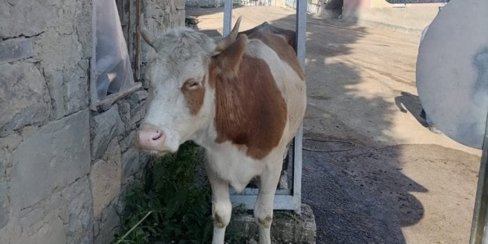 İnek elektrik direğinin arasına sıkıştı. Çaresiz bakışlarla yardımı bekledi 