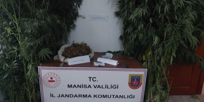 Manisa'da kenevir operasyonu: 108 kök ele geçirildi