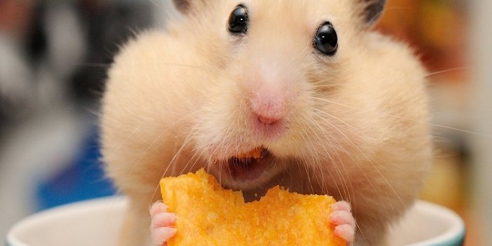 Hamster beslemenin tehlikeli yanı