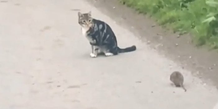 Kedi fareyle değil fare kediyle oynadı. Kedi fareden kaçacak yer aradı