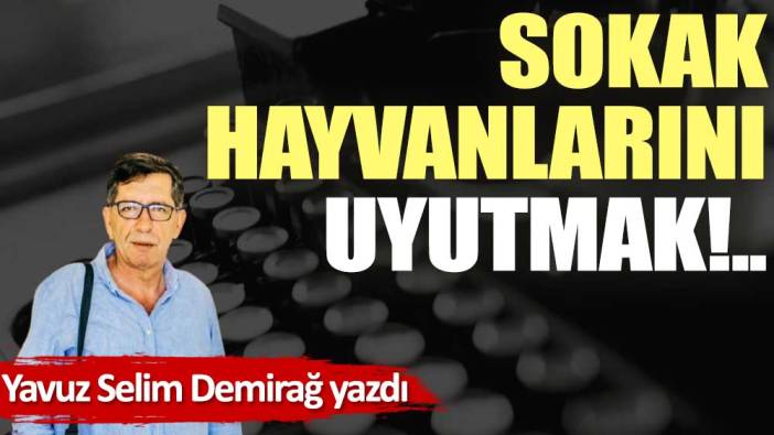 Sokak hayvanlarını uyutmak!..