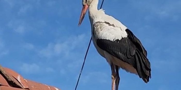 Bunu yapan insan olamaz. Göç yolculuğuna böyle çıktı