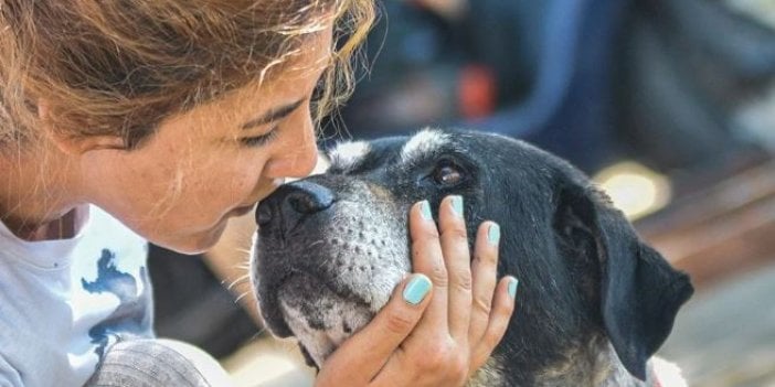 Haritada işaretlenen köpekler tek tek öldürülüyor iddiası