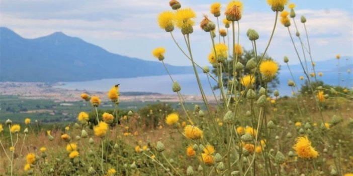 İşte kanseri yok edebilecek süper bitkiye özel izinle dokunuluyor