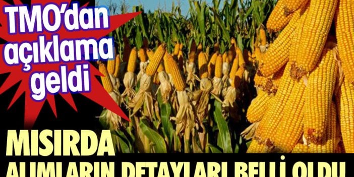 TMO’dan açıklama geldi. Mısırda alımların detayları belli oldu