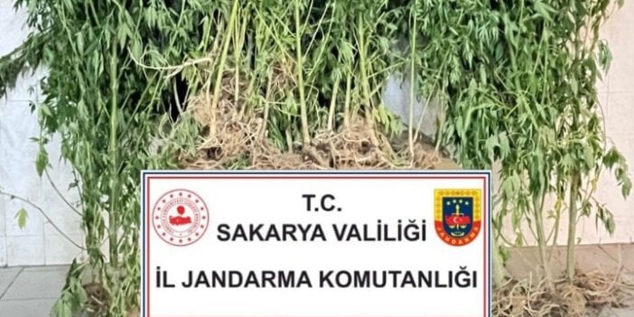 Sakarya’da 160 kök kenevir bitkisi ele geçirildi