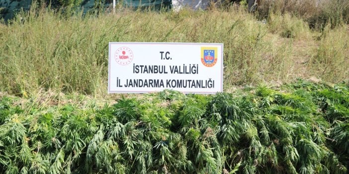 İstanbul'da 23 bin 24 adet kök kenevir bulundu