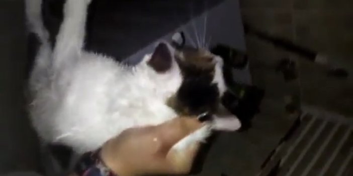 Pendik'te bir şahıs kedisini boğmaya çalıştı