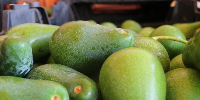 Bahçeden avokado çalan hırsız suçüstü yakalandı