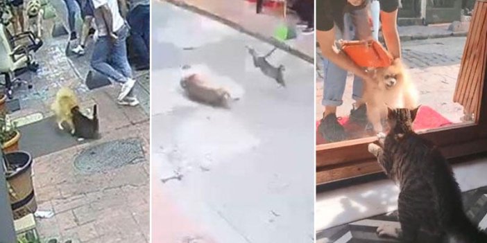 Beyoğlu'nun Panter'i ortalığı karıştırdı