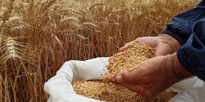 Malatya Tarım Ve Orman Müdürlüğü buğday tohumu satın alacak