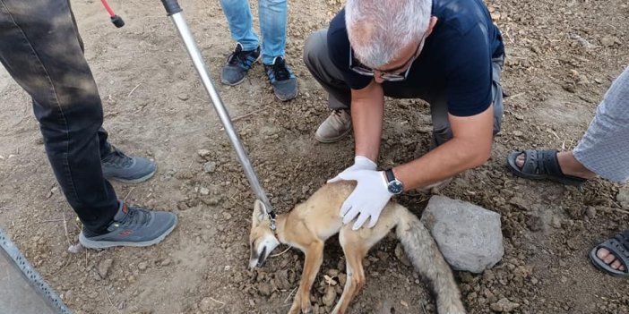 Iğdır Aralık'da felçli tilki tedavi altına alındı