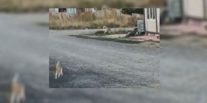 Başıboş köpek, annesinin gözleri önünde yavru kediyi parçaladı. O anlar böyle görüntülendi