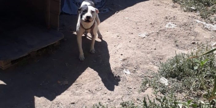 Konya’da pitbull besleyen şahsa 14 bin 982 lira ceza