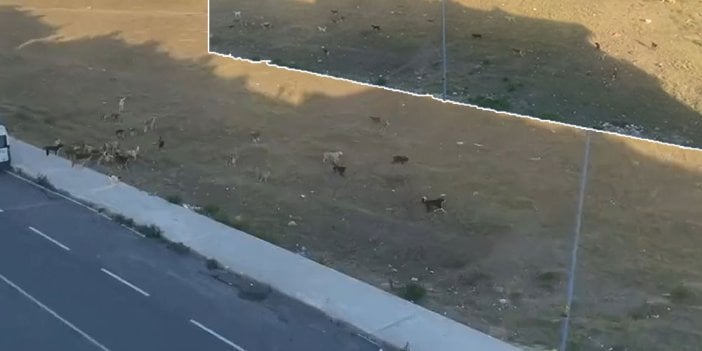 Başıboş köpek tarlası. Yoldan geçen herkese saldırıyorlar