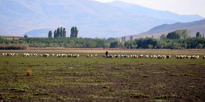 Karataş Gölü tamamen kurudu, şimdi koyunlar otluyor. İçleri acıtan manzara