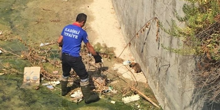 Derede mahsur kalan yavru köpek kurtarıldı