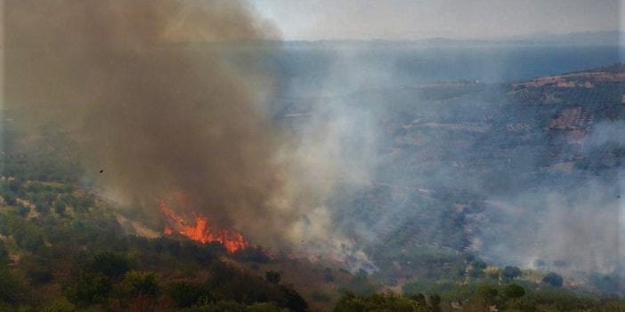 Tekirdağ’da zeytinlik alan alev alev yandı