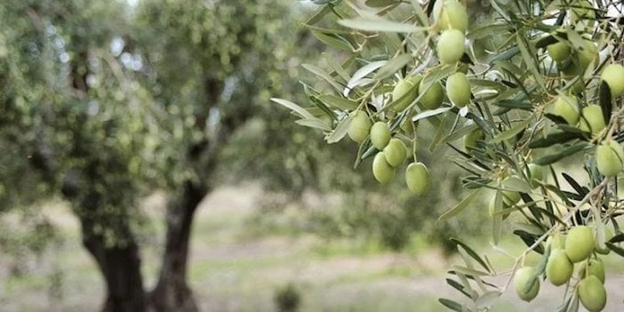 Danıştay zeytinlik yönetmeliğini iptal etti. Yapılan değişiklikle zeytinlik sahaları madenciliğe açılıyordu