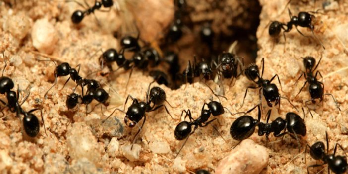 Dünyadaki karınca sayısı açıklandı. Sayıyı görünce şok olacaksınız
