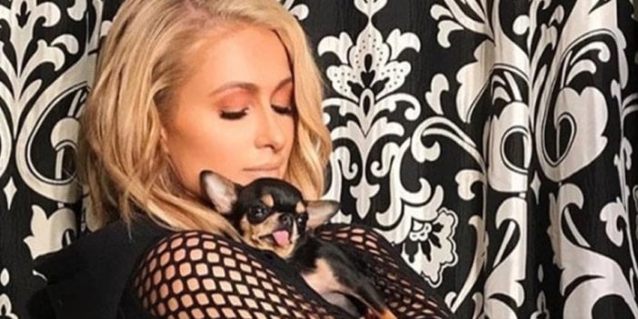 Paris Hilton'un  kayıp köpeği Diamond Baby'yi bulanı çok büyük ödül bekliyor