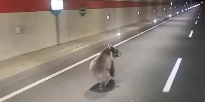 Gümüşhane’de dağı tırmanmak yerine tüneli kullanan kurnaz ayı kameralara yakalandı