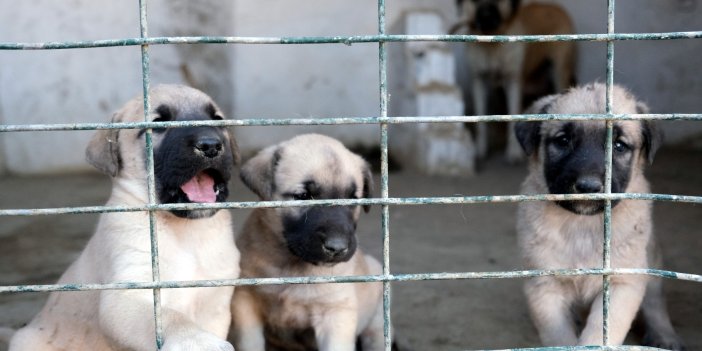 Sıfır araba fiyatına kangal. Fiyatı duyanın gözleri fal taşı gibi açılıyor. Talebe yetişemiyorlar