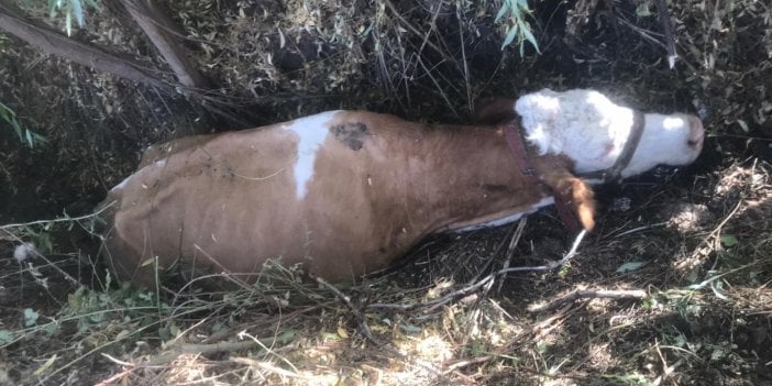 Bataklığa saplanan inek kurtarıldı