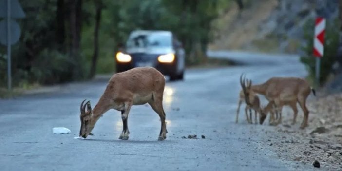 Kahreden bu görüntü Türkiye'de çekildi. Bir şey yokmuş gibi gözükse de kahreden bir ayrıntı var