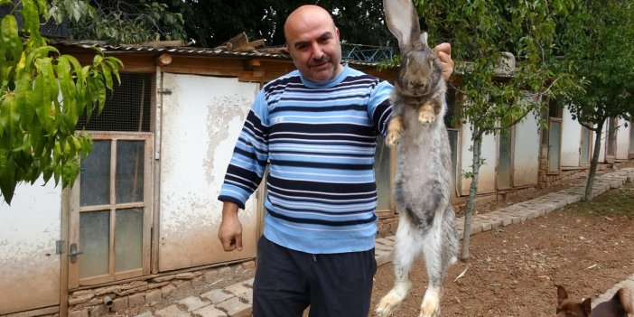 Tokat'taki dev tavşanlar görenleri hayrete düşürüyor