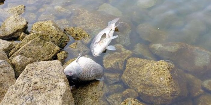 Gölköy Baraj Göleti'ndeki balık ölümlerinde sabotaj iddiasına soruşturma