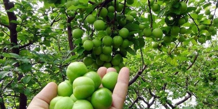 Eriği tuzluyorsanız eyvah. Zararını okuyunca çevrenizi uyarmaya başlayacaksınız