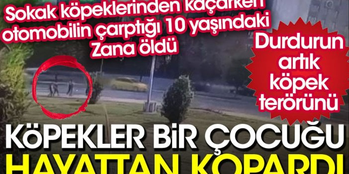 Sokak köpeklerinden kaçarken otomobilin çarptığı 10 yaşındaki Zana öldü. Durdurun artık bu köpek terörünü