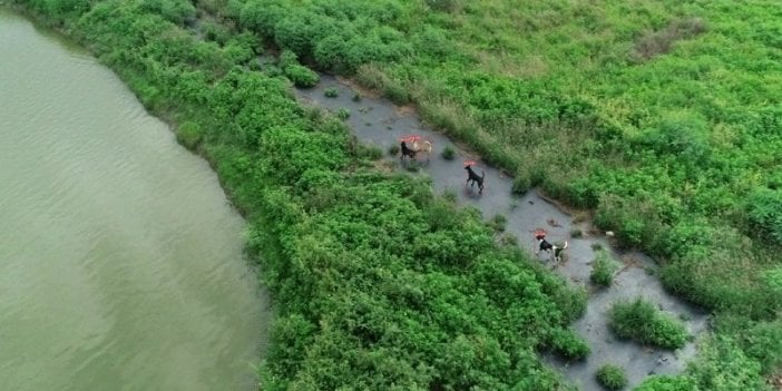 Tayvan’da sokak köpekleri sorununa dronlu çözüm