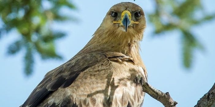 Iğdır'dan kalktı Mısır'a kondu. Kartal'ın göç gücü