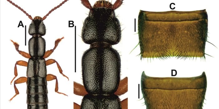 Edirne'de yeni böcek türü keşfedildi