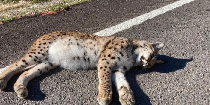 Kastamonu'da nesli tükenme tehlikesindeki vaşak, telef olmuş halde bulundu