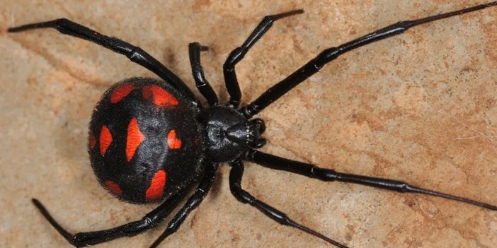 Karadul örümcekleri neden hep erkeklerin penislerini ısırır