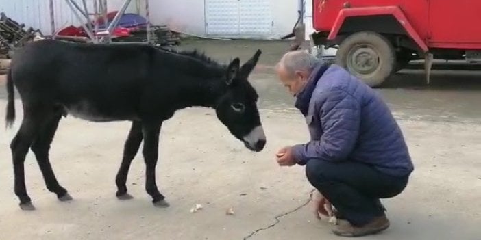 Rize’de başı boş sıpa yakıt istasyonuna sığındı   