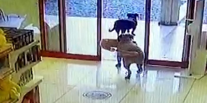 Oyuncak mağazasına giren köpek bakın dışarıya neyle çıktı. Görenleri şaşkına çevirdi