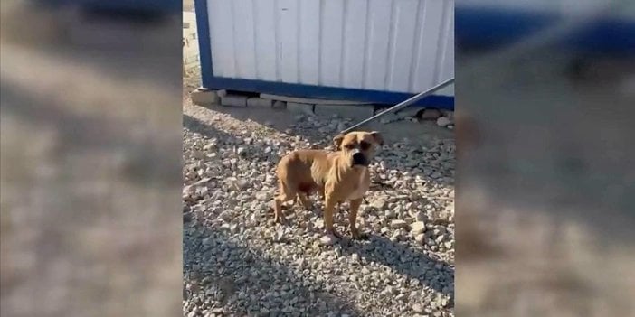 Pitbullu parka bırakıp kaçtı. Cezadan kaçamadı