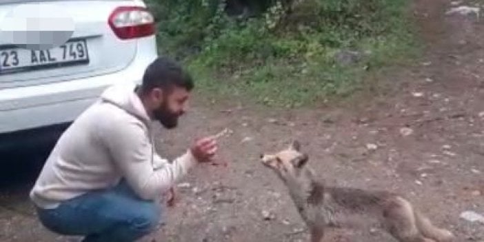 Tilkiye kraker yediren vatandaşın gülümseten anları