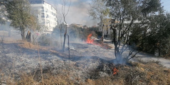 Zeytin ağaçlarının bulunduğu arazi alev alev yandı