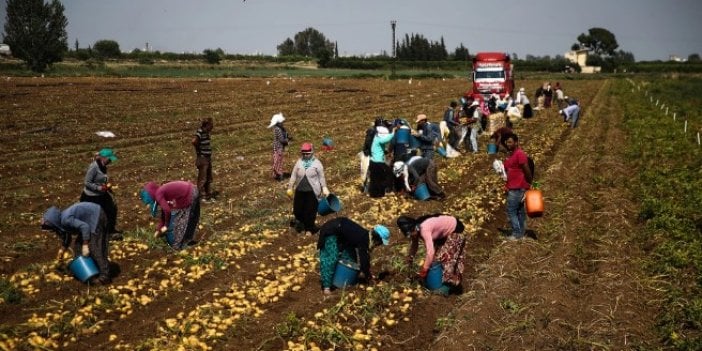 Tarım İşçileri Sendikası kuruldu: Kayıt dışı çalışan milyonlarca emekçinin güvencesi yok!