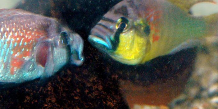 Yumurtalarını ağızlarında taşıyan anne balık acıkınca yavrularını yiyor