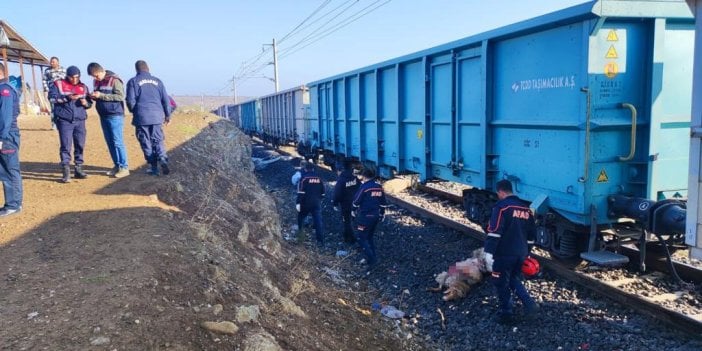 Yük treni sürüye çarptı: Çoban öldü, 30 koyun telef oldu